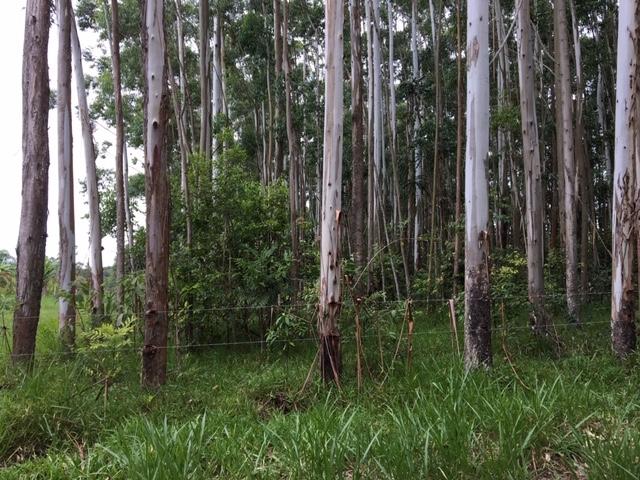 Terreno para Venda em Torres - 4