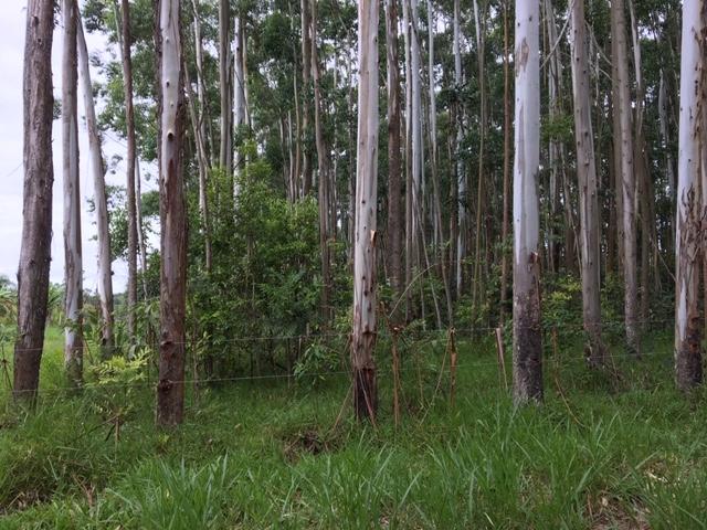 Terreno para Venda em Torres - 5